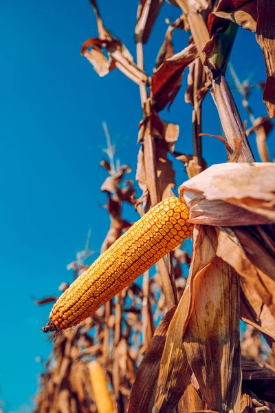 Oreja de maíz lista para la cosecha — Foto de Stock