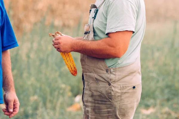 Due agricoltori che controllano la qualità del mais durante il raccolto — Foto Stock