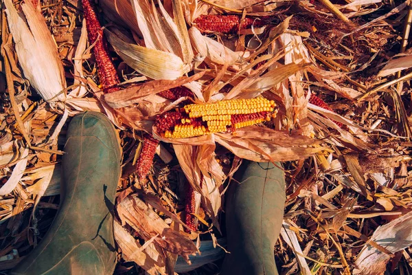 Agricultor de pie directamente sobre la mazorca de maíz en el suelo después de la cosecha — Foto de Stock