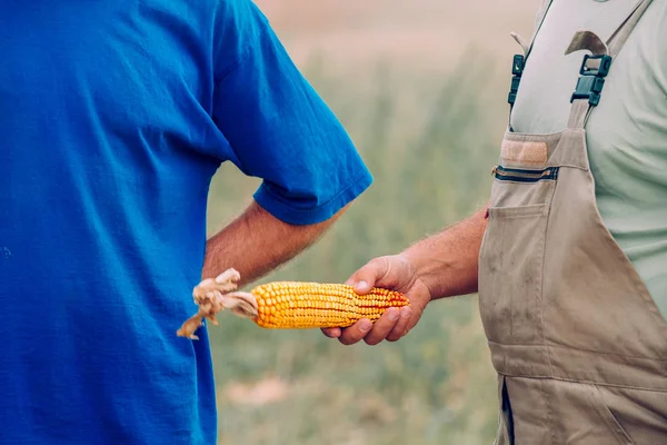 Due agricoltori che controllano la qualità del mais durante il raccolto — Foto Stock