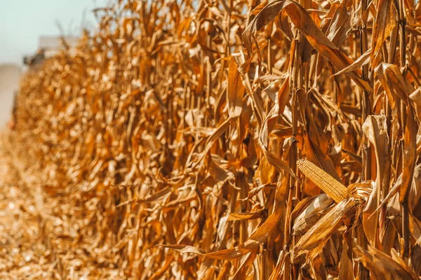 Modern combine harvester is harvesting corn crops — Stock Photo, Image