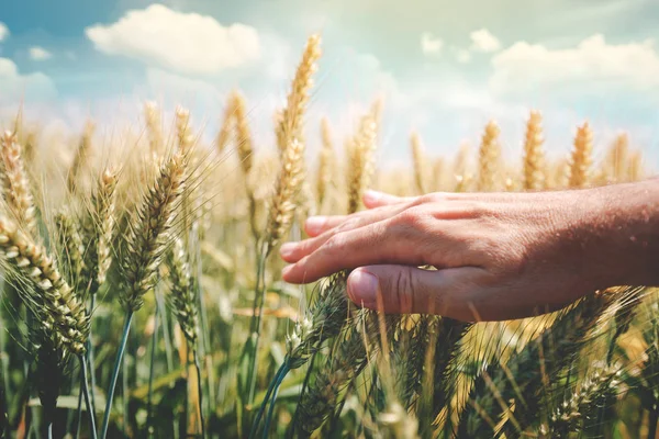 Conceito de proteção das culturas com o agricultor tocando as orelhas de trigo verde — Fotografia de Stock