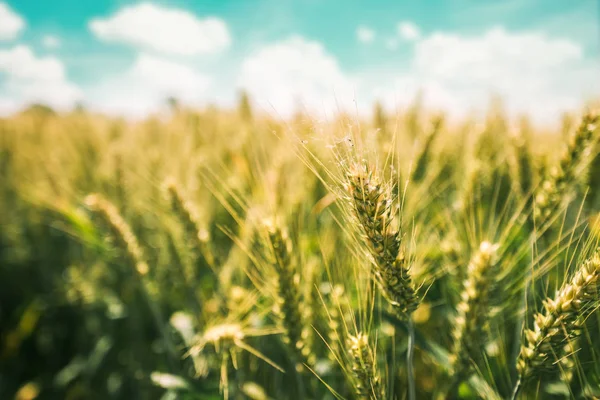 Grüner Weizen wächst auf kultiviertem Feld — Stockfoto