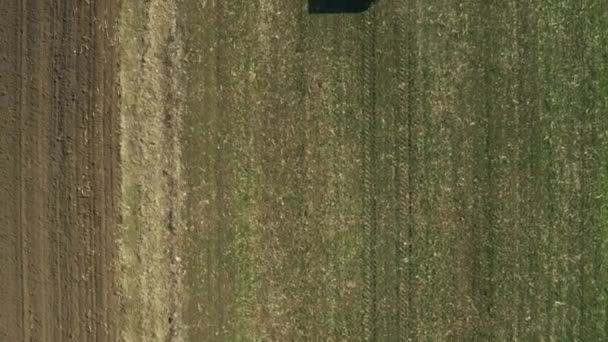 Сельскохозяйственный Трактор Удобряет Пшеничное Поле Удобрениями Npk Вид Воздуха Беспилотника — стоковое видео