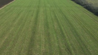 Tanınmayan çiftçi tarım traktör buğday kırpma alanıyla Npk gübrelerin, dron pov havadan görünümden gübreleme