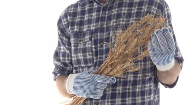 Olgun Tutan Çiftçi Kulakları Buğday Hasat Erkek Ziraat Mühendisi Görüntülerini — Stok video