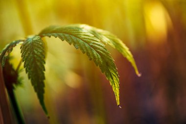 Tarlada organik kenevir yetiştiriyor.