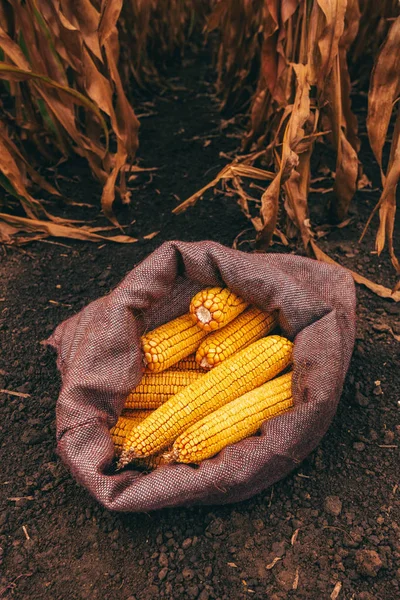 Espigas de milho colhidas em saco de serapilheira — Fotografia de Stock
