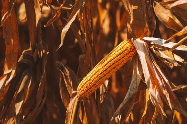 Espiga madura de maíz sobre tallo de planta — Foto de Stock