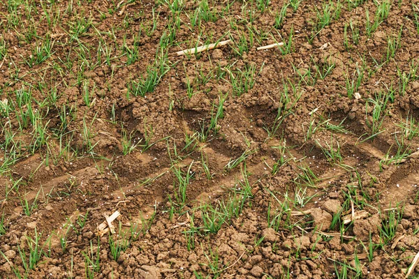 stock image NPK fertilizer synthetic granules in wheat sprout field