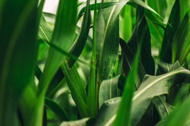 Hayvancılık için yem olarak yetiştirilen sorgum darı alan