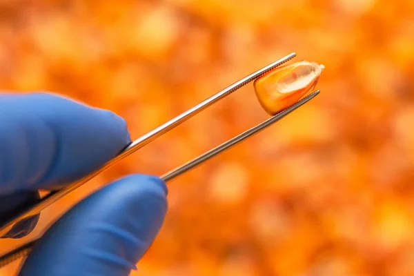 Cientista que examina a qualidade das sementes de milho colhidas — Fotografia de Stock