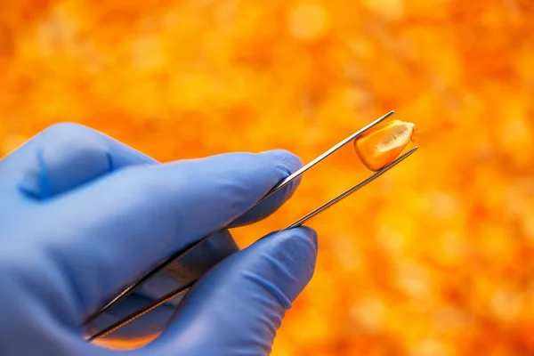 Cientista que examina a qualidade das sementes de milho colhidas — Fotografia de Stock