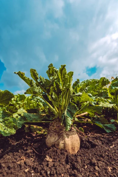 Sugar beet root crop in ground — Stock Photo, Image