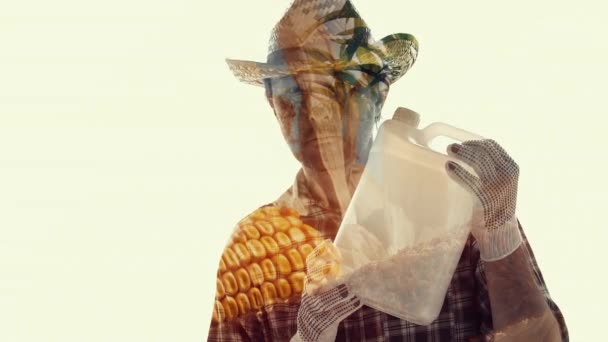 Double Exposure Corn Crop Protection Conceptual Footage Male Farmer Agronomist — Stock Video