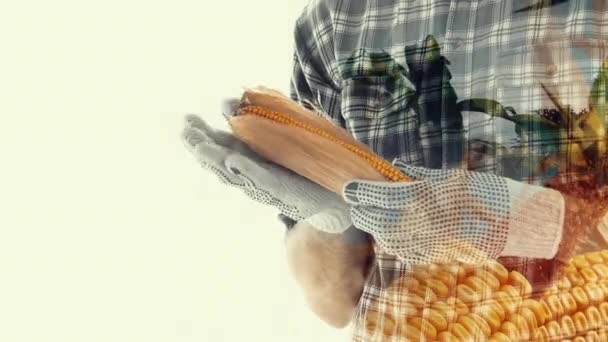 种植玉米农田中的男性农民和农学家的双曝光玉米种植概念镜头 — 图库视频影像