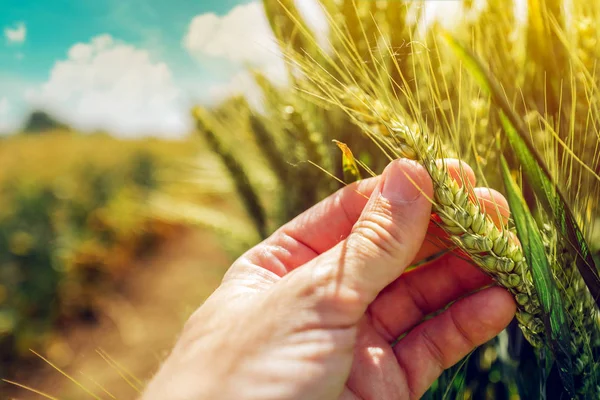 Controle op de ontwikkeling van de planten van de oogst van de tarwe boer — Stockfoto