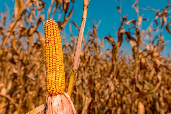 Mazorca de maíz en campo cultivado — Foto de Stock