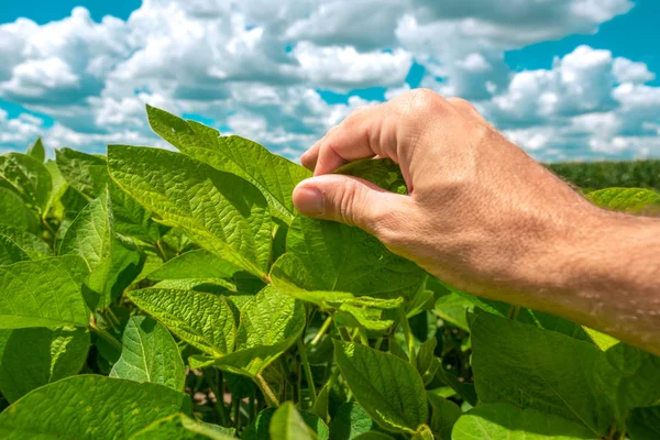 Trabalhador agrícola controla o desenvolvimento de plantas de soja — Fotografia de Stock