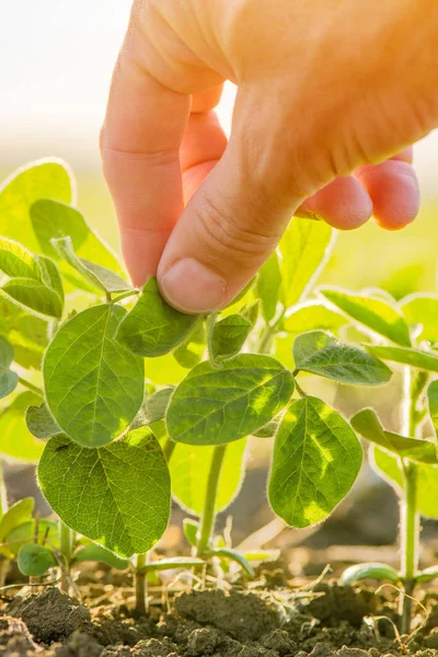 Hand aanraken van soja plant — Stockfoto