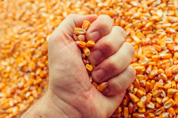 Boer handvol geoogste maïskorrels — Stockfoto