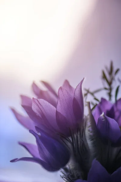 Pasqueflower nebo Pulsatilla Grandis květiny — Stock fotografie