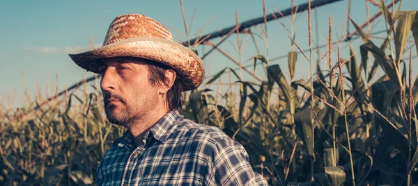 Sério agricultor atencioso no campo de milho — Fotografia de Stock