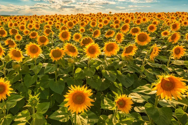 Campo de cultivo de girasol floreciente —  Fotos de Stock