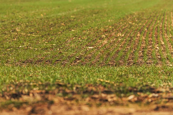 Campo di germogli di grano — Foto Stock