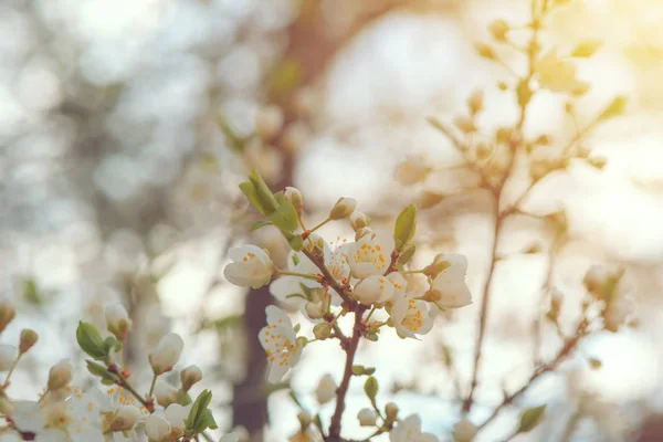 Vilda körsbärsträd blomma — Stockfoto