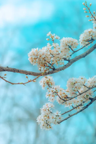 Divoká třešeň květ — Stock fotografie