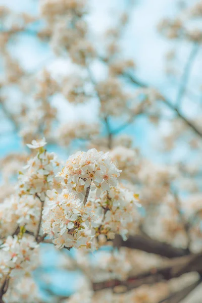 Fleurs de cerisier sauvage — Photo