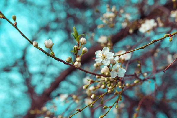 Vilda körsbärsträd blomma — Stockfoto
