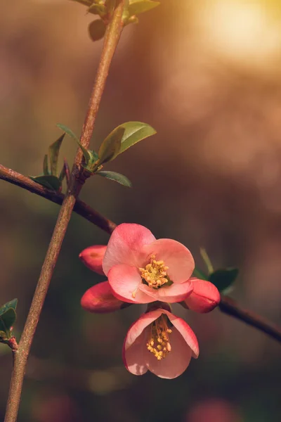 Yabani gül bush çiçeği bahar — Stok fotoğraf