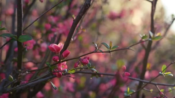 春に野生のバラの茂みが咲き 手持ちの映像 — ストック動画