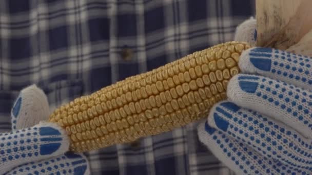 Agricultor Satisfeito Com Espiga Milho Dourado Colhida Nas Mãos Filmagem — Vídeo de Stock