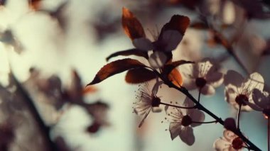 Yabani kiraz ağacı çiçeği bahar günbatımı, güzelliğine doğada, el sinema b-roll görüntüleri