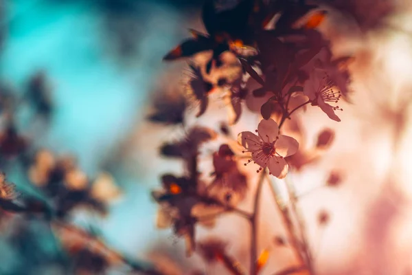 Yabani kiraz ağacı çiçeği bahar sabah — Stok fotoğraf