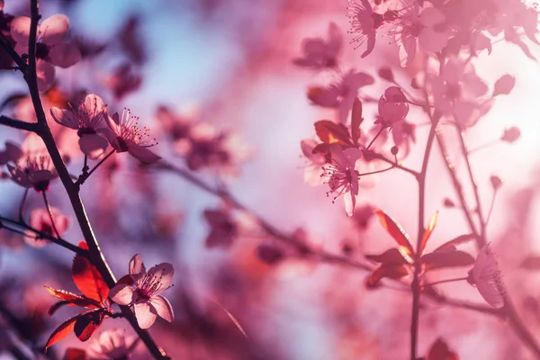 Fioritura di ciliegio selvatico in primavera mattina — Foto Stock