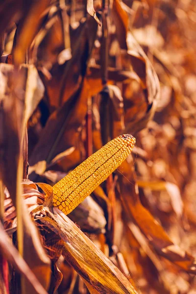 Rijpe oor van maïs op de stengel van de plant — Stockfoto