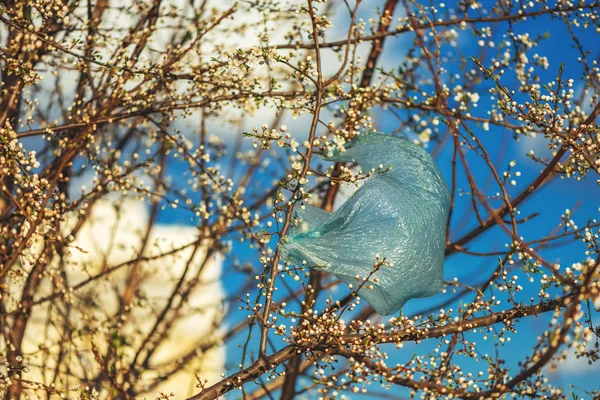Plastic bag on blooming cherry tree — Stock Photo, Image