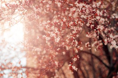 Yabani kiraz ağacı çiçeği