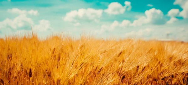 Cosecha listo campo de cultivo de cebada madura — Foto de Stock