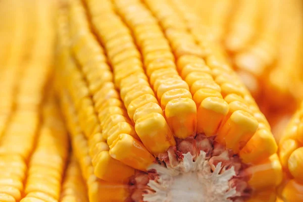 Close up of harvested corn cobs — Stock Photo, Image