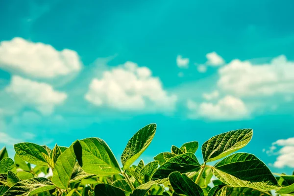 Plantas de soja folhas — Fotografia de Stock