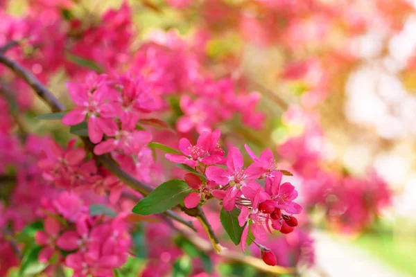 Fiori rosa di ciliegio fiorito — Foto Stock
