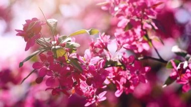 Bahar çiçekleme kiraz ağacının pembe çiçekler, seçici odak
