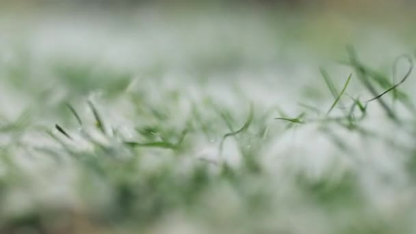 白色蓬松的杨树种子覆盖地面 选择性聚焦作为抽象的自然背景 — 图库视频影像