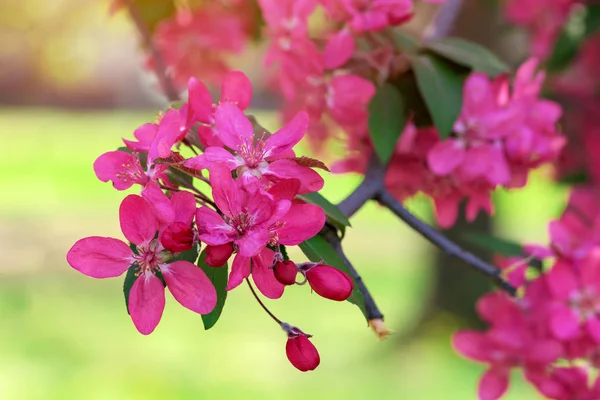 பூக்கும் செர்ரி மரத்தின் இளஞ்சிவப்பு பூக்கள் — ஸ்டாக் புகைப்படம்