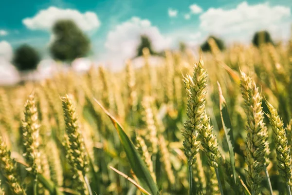 Зеленая пшеница растет на посевных полях — стоковое фото